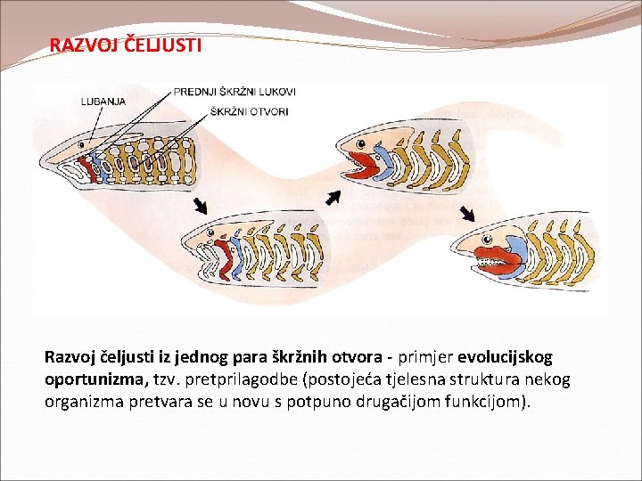 RAZVOJ ČELJUSTI Razvoj čeljusti iz jednog para škržnih otvora - primjer evolucijskog oportunizma, tzv. RAZVOJ ČELJUSTI Razvoj čeljusti iz jednog para škržnih otvora - primjer evolucijskog oportunizma, tzv.