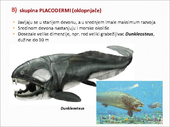 B) skupina PLACODERMI (oklopnjače) • Javljaju se u starijem devonu, a u srednjem imale B) skupina PLACODERMI (oklopnjače) • Javljaju se u starijem devonu, a u srednjem imale