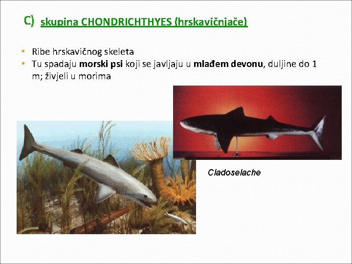 C) skupina CHONDRICHTHYES (hrskavičnjače) • Ribe hrskavičnog skeleta • Tu spadaju morski psi koji C) skupina CHONDRICHTHYES (hrskavičnjače) • Ribe hrskavičnog skeleta • Tu spadaju morski psi koji