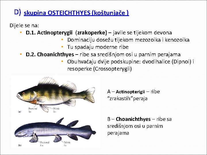 D) skupina OSTEICHTHYES (koštunjače ) Dijele se na: • D. 1. Actinopterygii (zrakoperke) – D) skupina OSTEICHTHYES (koštunjače ) Dijele se na: • D. 1. Actinopterygii (zrakoperke) –