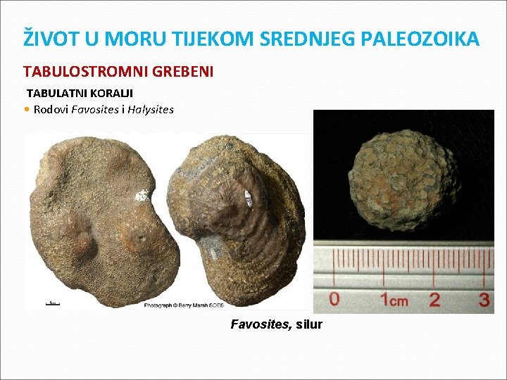 ŽIVOT U MORU TIJEKOM SREDNJEG PALEOZOIKA TABULOSTROMNI GREBENI TABULATNI KORALJI • Rodovi Favosites i ŽIVOT U MORU TIJEKOM SREDNJEG PALEOZOIKA TABULOSTROMNI GREBENI TABULATNI KORALJI • Rodovi Favosites i