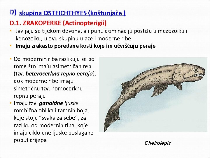 D) skupina OSTEICHTHYES (koštunjače ) D. 1. ZRAKOPERKE (Actinopterigii) • Javljaju se tijekom devona, D) skupina OSTEICHTHYES (koštunjače ) D. 1. ZRAKOPERKE (Actinopterigii) • Javljaju se tijekom devona,