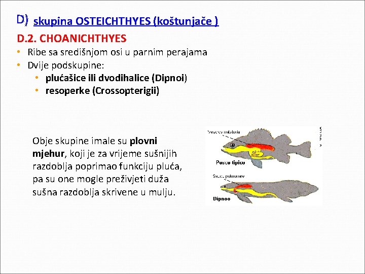 D) skupina OSTEICHTHYES (koštunjače ) D. 2. CHOANICHTHYES • Ribe sa središnjom osi u D) skupina OSTEICHTHYES (koštunjače ) D. 2. CHOANICHTHYES • Ribe sa središnjom osi u