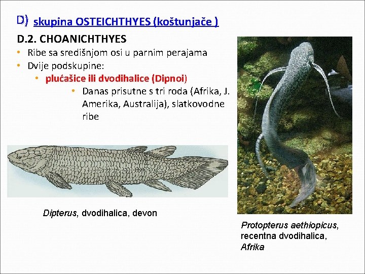 D) skupina OSTEICHTHYES (koštunjače ) D. 2. CHOANICHTHYES • Ribe sa središnjom osi u D) skupina OSTEICHTHYES (koštunjače ) D. 2. CHOANICHTHYES • Ribe sa središnjom osi u