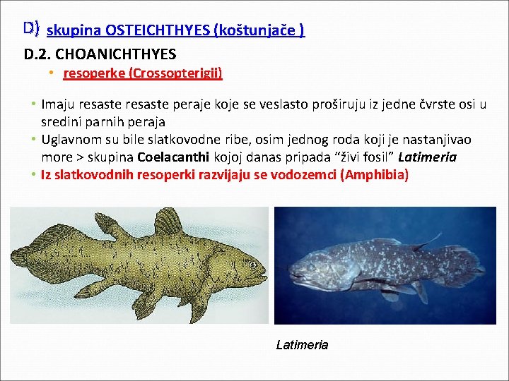 D) skupina OSTEICHTHYES (koštunjače ) D. 2. CHOANICHTHYES • resoperke (Crossopterigii) • Imaju resaste D) skupina OSTEICHTHYES (koštunjače ) D. 2. CHOANICHTHYES • resoperke (Crossopterigii) • Imaju resaste