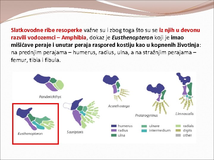 Slatkovodne ribe resoperke važne su i zbog toga što su se iz njih u Slatkovodne ribe resoperke važne su i zbog toga što su se iz njih u