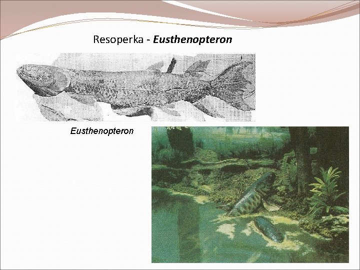 Resoperka - Eusthenopteron Resoperka - Eusthenopteron