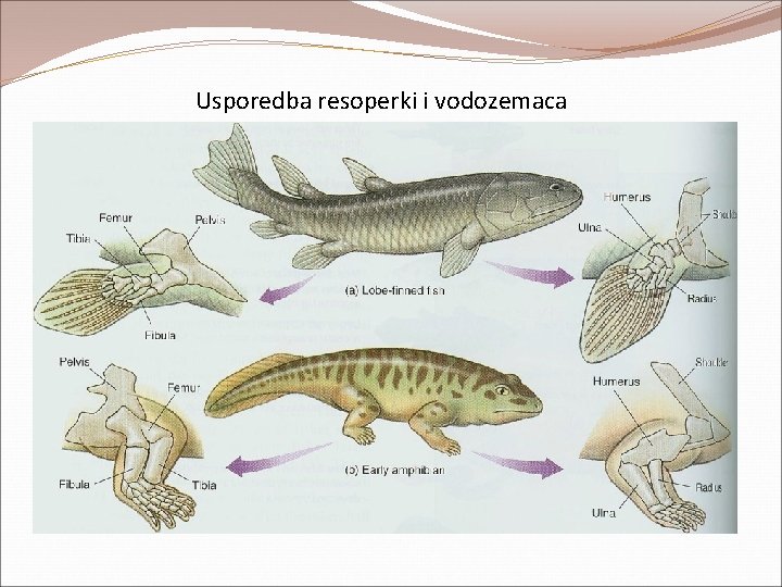 Usporedba resoperki i vodozemaca Usporedba resoperki i vodozemaca