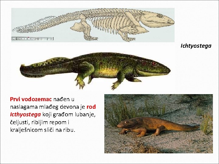 Ichtyostega Prvi vodozemac nađen u naslagama mlađeg devona je rod Icthyostega koji građom lubanje, Ichtyostega Prvi vodozemac nađen u naslagama mlađeg devona je rod Icthyostega koji građom lubanje,