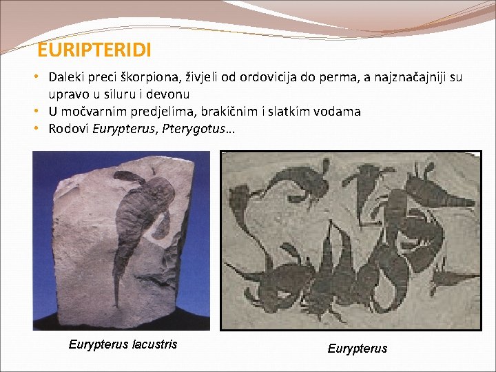 EURIPTERIDI • Daleki preci škorpiona, živjeli od ordovicija do perma, a najznačajniji su upravo EURIPTERIDI • Daleki preci škorpiona, živjeli od ordovicija do perma, a najznačajniji su upravo