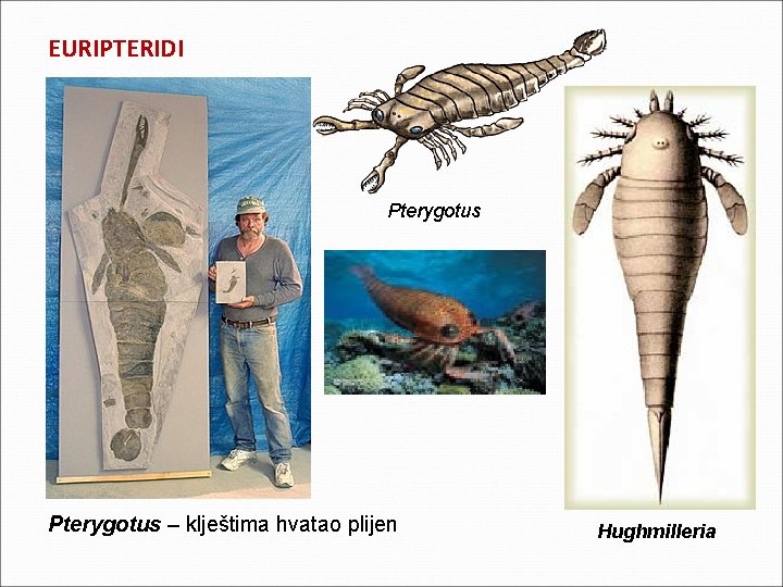 EURIPTERIDI Pterygotus – klještima hvatao plijen Hughmilleria EURIPTERIDI Pterygotus – klještima hvatao plijen Hughmilleria