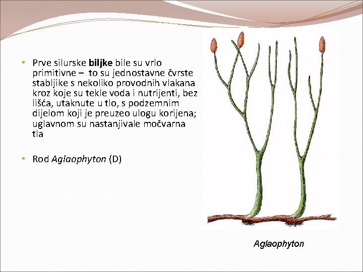 • Prve silurske biljke bile su vrlo primitivne – to su jednostavne čvrste • Prve silurske biljke bile su vrlo primitivne – to su jednostavne čvrste
