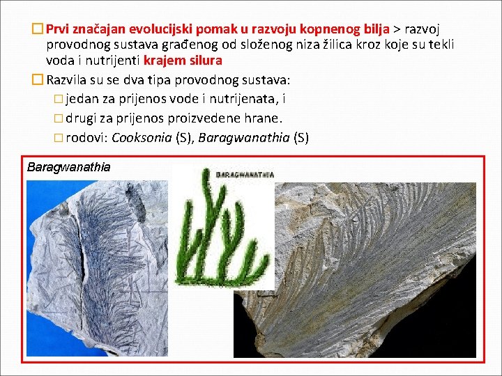 �Prvi značajan evolucijski pomak u razvoju kopnenog bilja > razvoj provodnog sustava građenog od �Prvi značajan evolucijski pomak u razvoju kopnenog bilja > razvoj provodnog sustava građenog od
