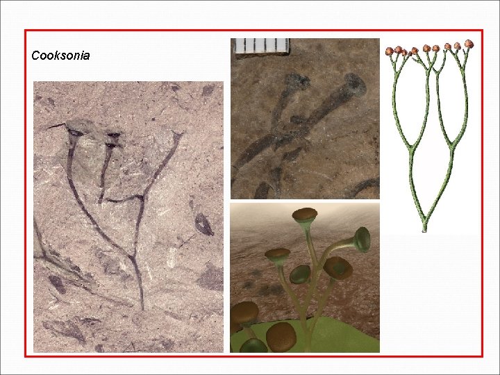 Cooksonia Cooksonia