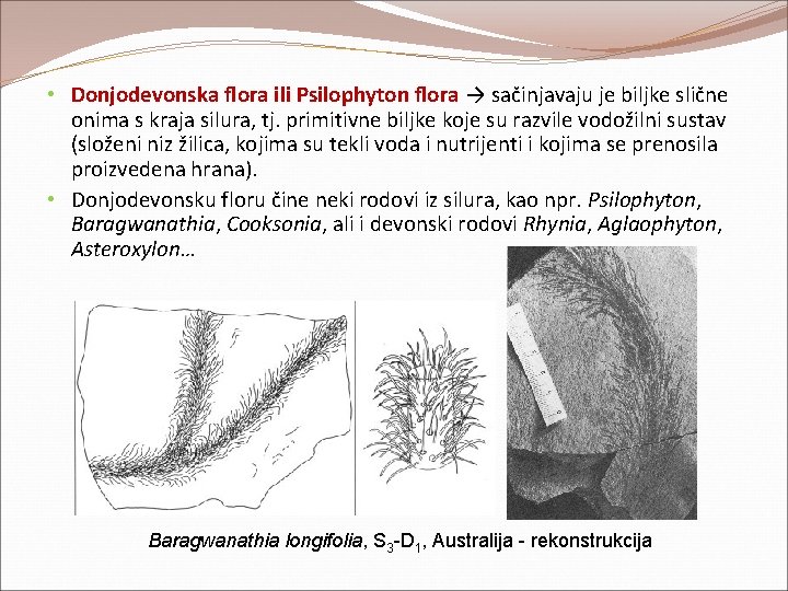 • Donjodevonska flora ili Psilophyton flora → sačinjavaju je biljke slične onima s • Donjodevonska flora ili Psilophyton flora → sačinjavaju je biljke slične onima s