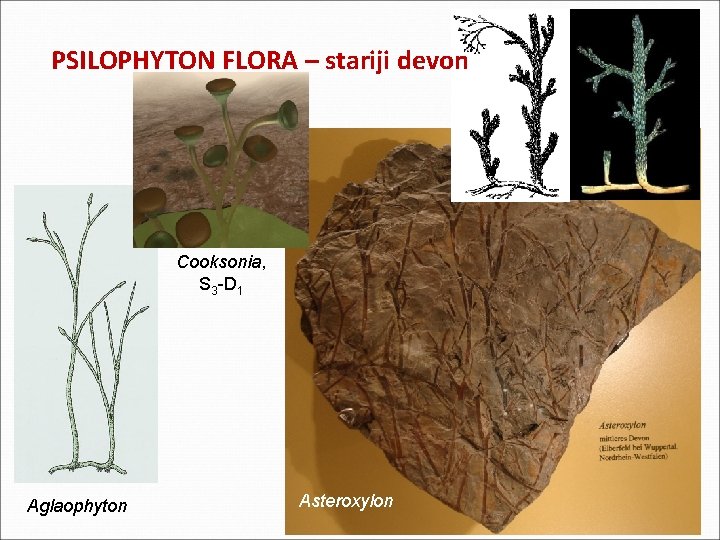 PSILOPHYTON FLORA – stariji devon Cooksonia, S 3 -D 1 Aglaophyton Asteroxylon PSILOPHYTON FLORA – stariji devon Cooksonia, S 3 -D 1 Aglaophyton Asteroxylon