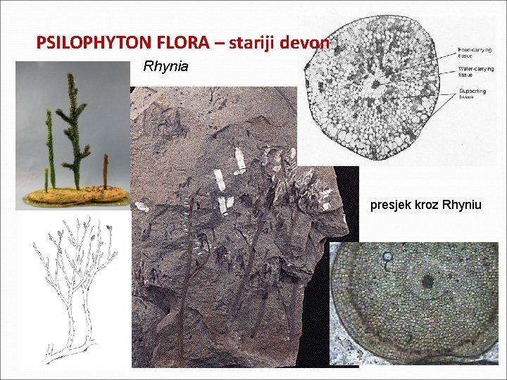 PSILOPHYTON FLORA – stariji devon Rhynia presjek kroz Rhyniu PSILOPHYTON FLORA – stariji devon Rhynia presjek kroz Rhyniu
