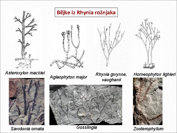 Biljke iz Rhynia rožnjaka Asteroxylon mackiei Sawdonia ornata Aglaophyton major Rhynia gwynne, vaughanii Gosslingia Biljke iz Rhynia rožnjaka Asteroxylon mackiei Sawdonia ornata Aglaophyton major Rhynia gwynne, vaughanii Gosslingia