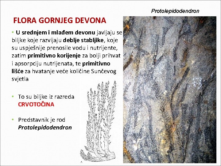 Protolepidodendron FLORA GORNJEG DEVONA • U srednjem i mlađem devonu javljaju se biljke koje Protolepidodendron FLORA GORNJEG DEVONA • U srednjem i mlađem devonu javljaju se biljke koje