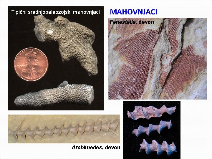 Tipični srednjopaleozojski mahovnjaci MAHOVNJACI Fenestella, devon Archimedes, devon Tipični srednjopaleozojski mahovnjaci MAHOVNJACI Fenestella, devon Archimedes, devon