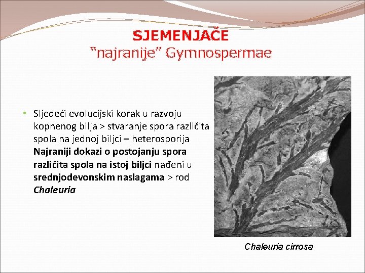 SJEMENJAČE “najranije” Gymnospermae • Sljedeći evolucijski korak u razvoju kopnenog bilja > stvaranje spora SJEMENJAČE “najranije” Gymnospermae • Sljedeći evolucijski korak u razvoju kopnenog bilja > stvaranje spora