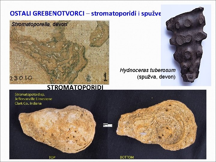 OSTALI GREBENOTVORCI – stromatoporidi i spužve Stromatoporella, devon Hydnoceras tuberosum (spužva, devon) STROMATOPORIDI OSTALI GREBENOTVORCI – stromatoporidi i spužve Stromatoporella, devon Hydnoceras tuberosum (spužva, devon) STROMATOPORIDI