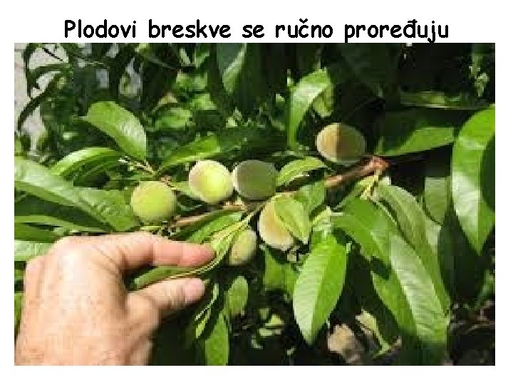 Plodovi breskve se ručno proređuju 