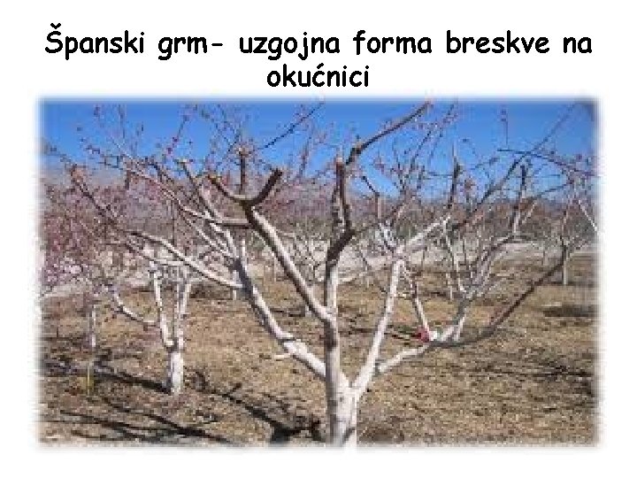 Španski grm- uzgojna forma breskve na okućnici 