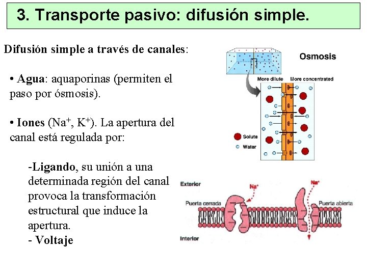 3. Transporte pasivo: difusión simple. Difusión simple a través de canales: • Agua: aquaporinas