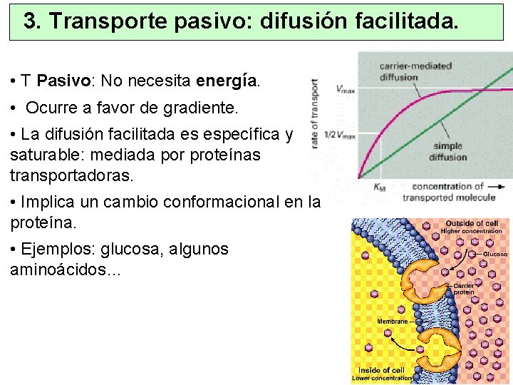 3. Transporte pasivo: difusión facilitada. • T Pasivo: No necesita energía. • Ocurre a