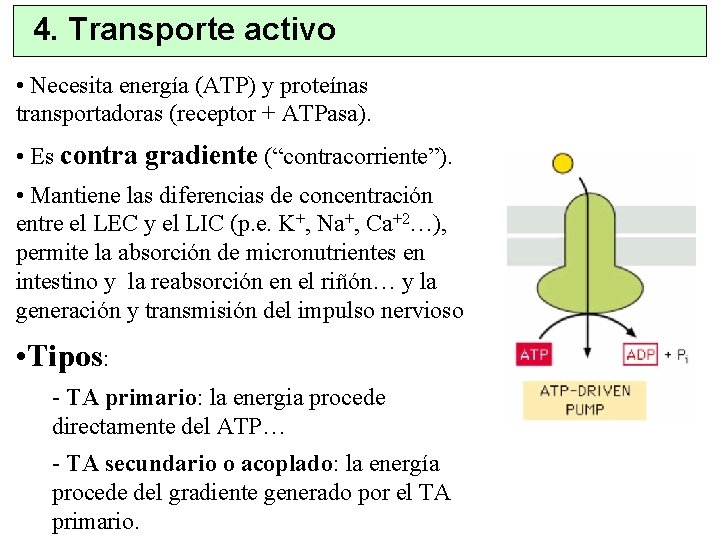 4. Transporte activo • Necesita energía (ATP) y proteínas transportadoras (receptor + ATPasa). •