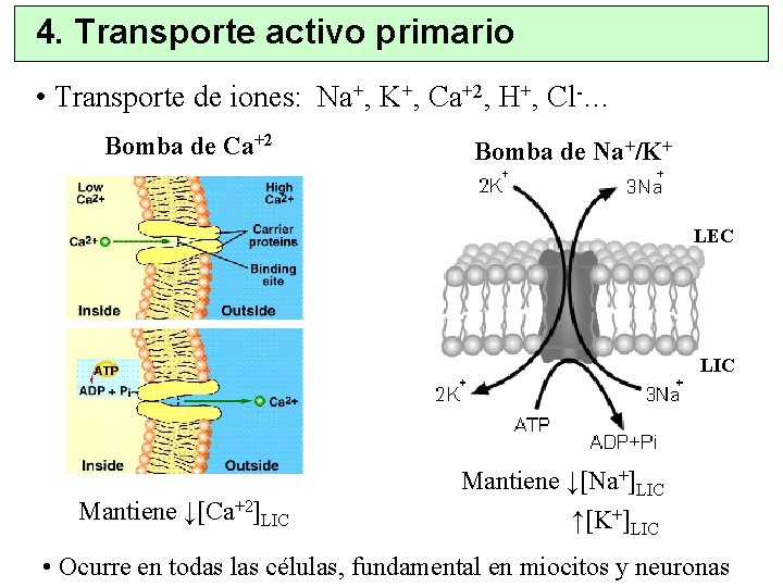 4. Transporte activo primario • Transporte de iones: Na+, K+, Ca+2, H+, Cl-… Bomba