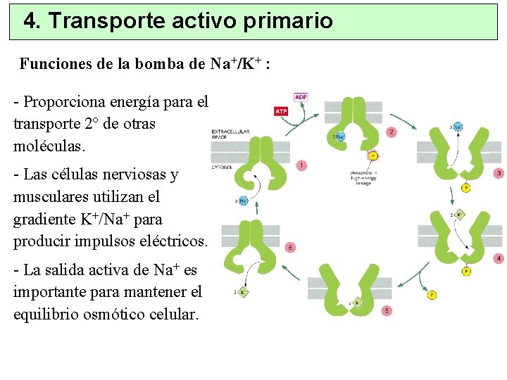 4. Transporte activo primario Funciones de la bomba de Na+/K+ : - Proporciona energía