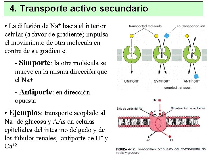 4. Transporte activo secundario • La difusión de Na+ hacia el interior celular (a