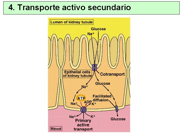 4. Transporte activo secundario 