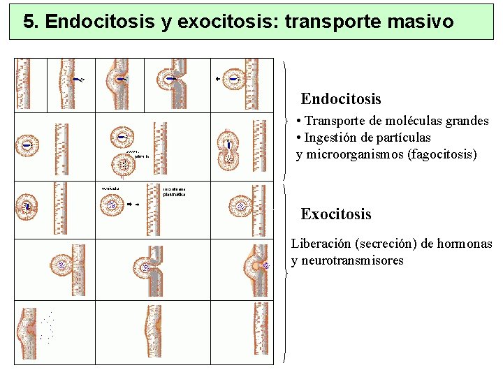 5. Endocitosis y exocitosis: transporte masivo Endocitosis • Transporte de moléculas grandes • Ingestión