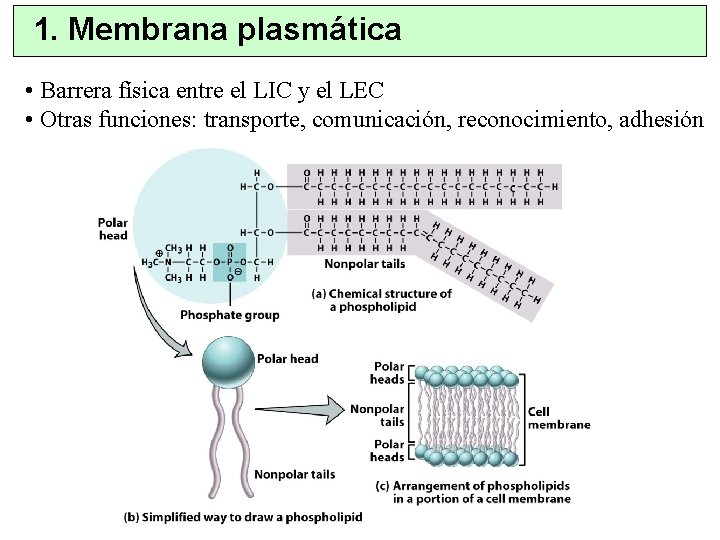 1. Membrana plasmática • Barrera física entre el LIC y el LEC • Otras