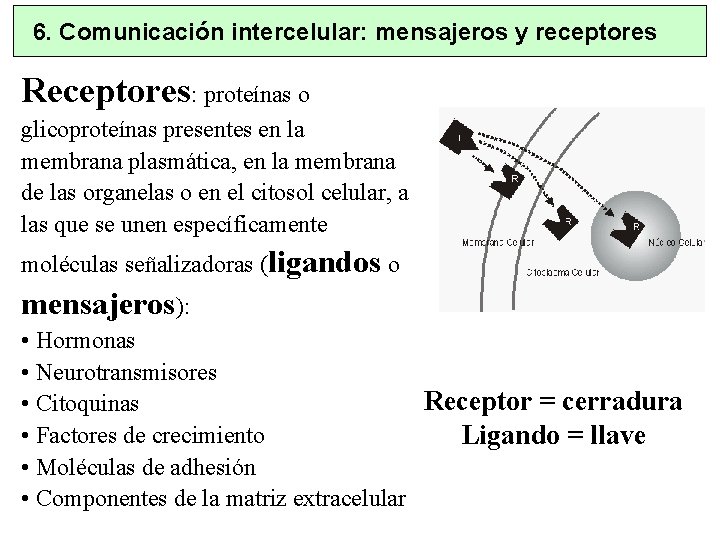 6. Comunicación intercelular: mensajeros y receptores Receptores: proteínas o glicoproteínas presentes en la membrana