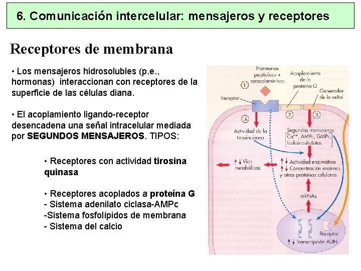 6. Comunicación intercelular: mensajeros y receptores Receptores de membrana • Los mensajeros hidrosolubles (p.