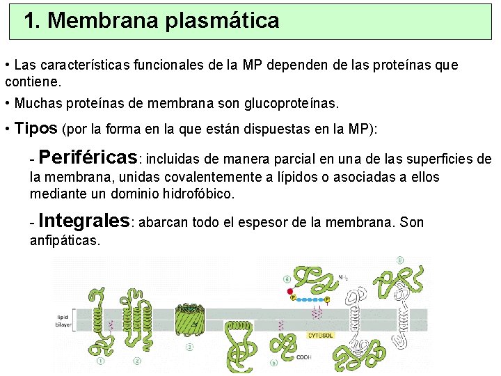 1. Membrana plasmática • Las características funcionales de la MP dependen de las proteínas
