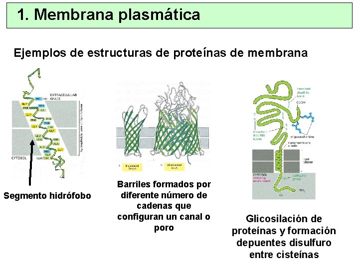 1. Membrana plasmática Ejemplos de estructuras de proteínas de membrana Segmento hidrófobo Barriles formados