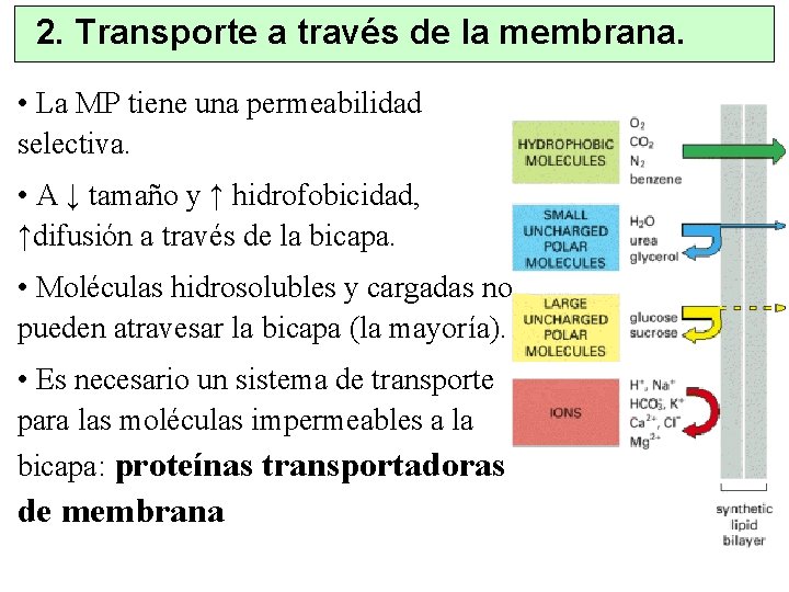 2. Transporte a través de la membrana. • La MP tiene una permeabilidad selectiva.