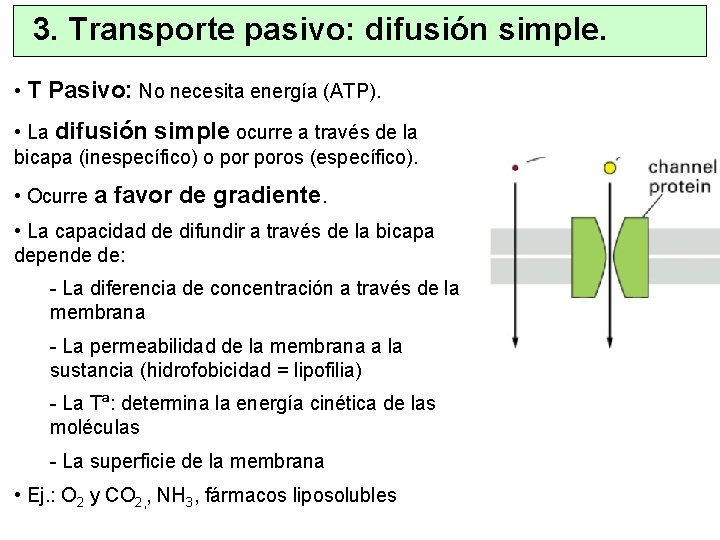 3. Transporte pasivo: difusión simple. • T Pasivo: No necesita energía (ATP). • La