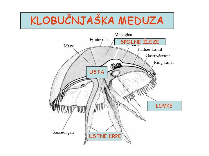 KLOBUČNJAŠKA MEDUZA SPOLNE ŽLEZE USTA LOVKE USTNE KRPE KLOBUČNJAŠKA MEDUZA SPOLNE ŽLEZE USTA LOVKE USTNE KRPE