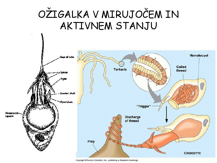 OŽIGALKA V MIRUJOČEM IN AKTIVNEM STANJU OŽIGALKA V MIRUJOČEM IN AKTIVNEM STANJU