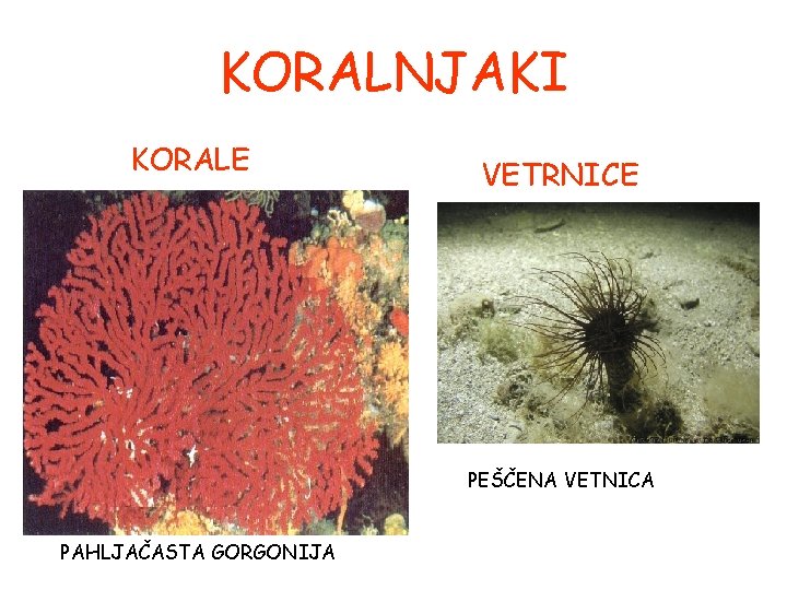 KORALNJAKI KORALE VETRNICE PEŠČENA VETNICA PAHLJAČASTA GORGONIJA KORALNJAKI KORALE VETRNICE PEŠČENA VETNICA PAHLJAČASTA GORGONIJA