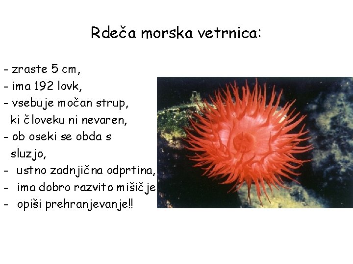 Rdeča morska vetrnica: - zraste 5 cm, - ima 192 lovk, - vsebuje močan Rdeča morska vetrnica: - zraste 5 cm, - ima 192 lovk, - vsebuje močan
