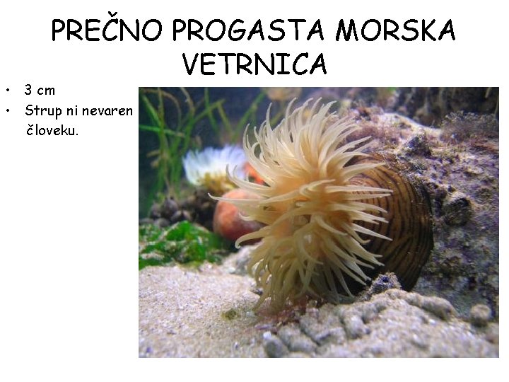 PREČNO PROGASTA MORSKA VETRNICA • 3 cm • Strup ni nevaren človeku. PREČNO PROGASTA MORSKA VETRNICA • 3 cm • Strup ni nevaren človeku.