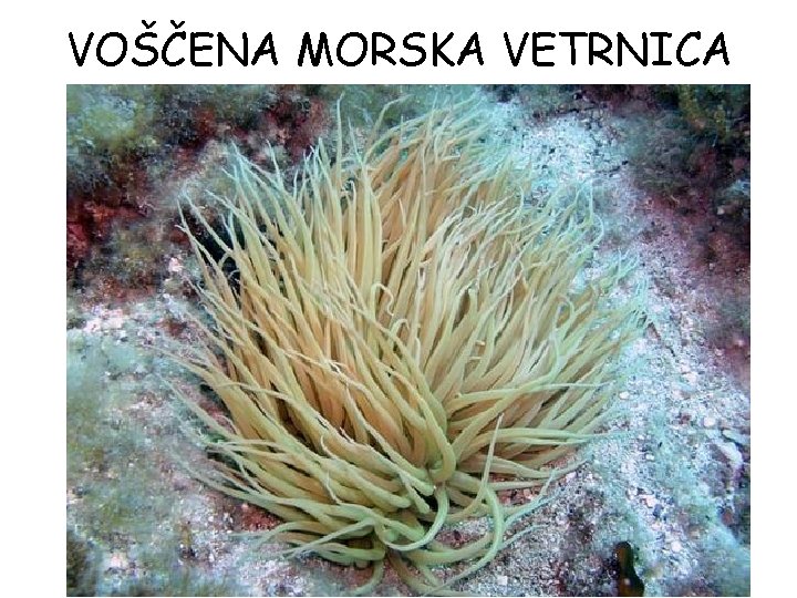 VOŠČENA MORSKA VETRNICA VOŠČENA MORSKA VETRNICA