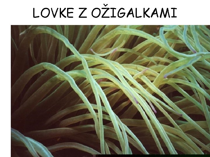 LOVKE Z OŽIGALKAMI LOVKE Z OŽIGALKAMI